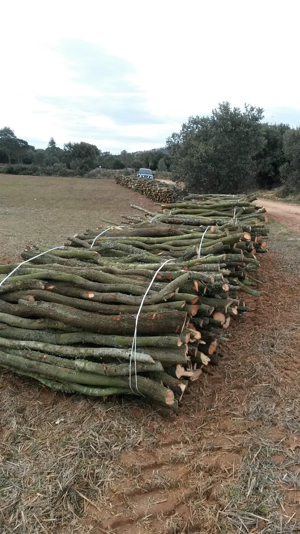 Venta de leña de Encina a domicilio